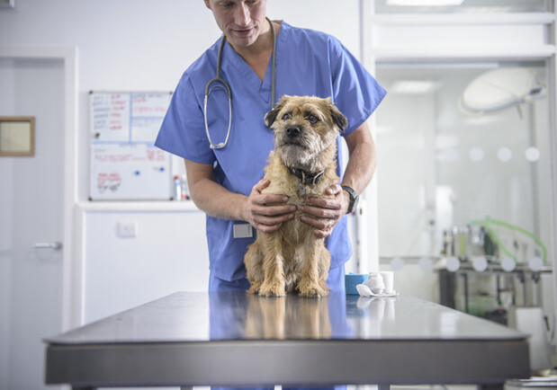 В Украине заработает государственный реестр домашних животных: что это значит 