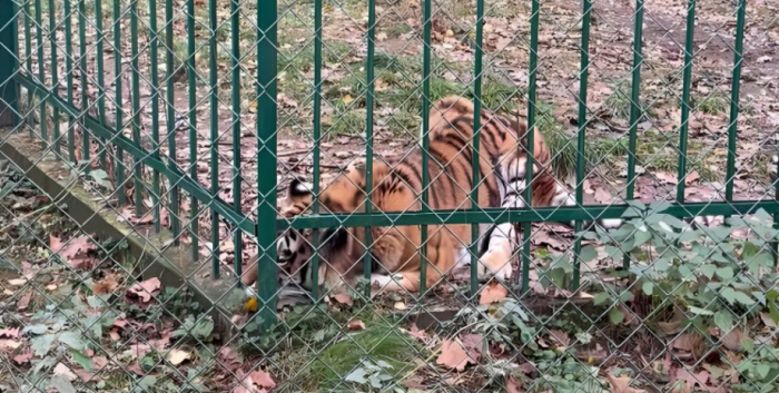 Тигрица, Тигрюля, Киев, животное, фото