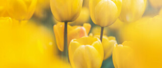В центре Киева весной расцветут более ста тысяч сине-желтых тюльпанов