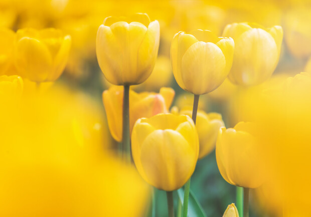В центре Киева весной расцветут более ста тысяч сине-желтых тюльпанов. 