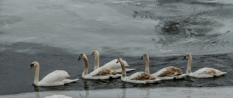 Зимовали без еды: в Киеве спасли большую стаю лебедей на замерзшем Днепре (видео)