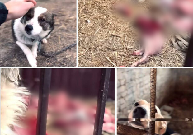 законопроект обращения с животными. ответственное обращение с животными. закон об ответственном обращении с животными. ответственное обращение с животными. закон об ответственном обращении с животными.