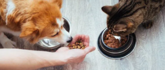 Чем стоит кормить собаку