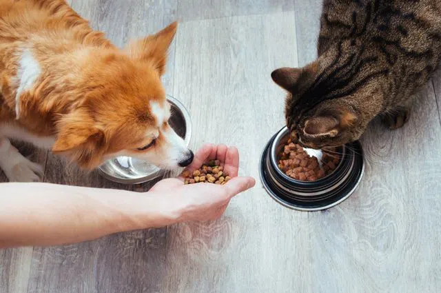 Чем стоит кормить собаку