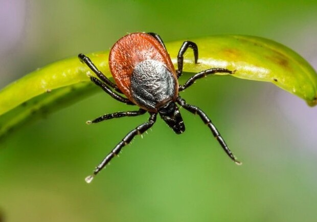 С наступлением весеннего тепла в Киеве начали активизироваться клещи: советы от укусов паразитов.