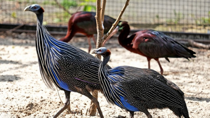 Ібиси, казарки, цесарки: у Київському зоопарку птахів переселили до оновленого авіарію