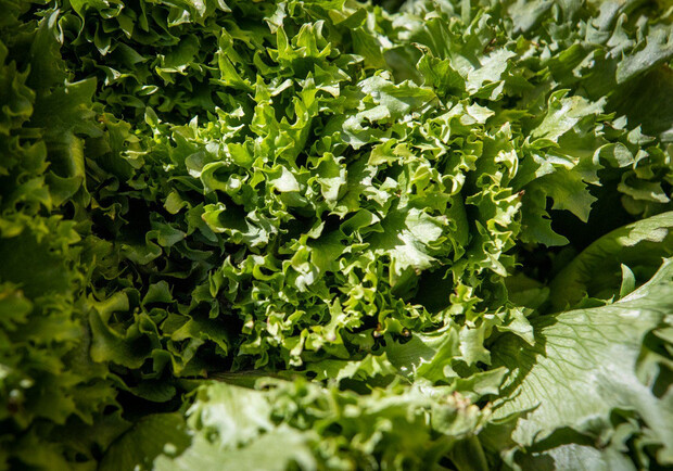 Где на этой неделе в Киеве пройдут продуктовые ярмарки. Адреса. 