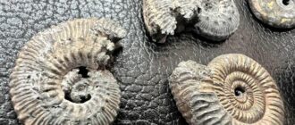 Вилучили на митниці: під виглядом декорацій для акваріуму до Канади намагалися переслати молюски юрського періоду