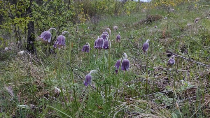 У Києві хочуть збільшити природно-заповідний фонд в місті