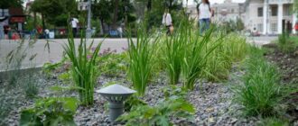 У Києві з'явилися дощові садки — ландшафтні рішення для збору та утилізації води