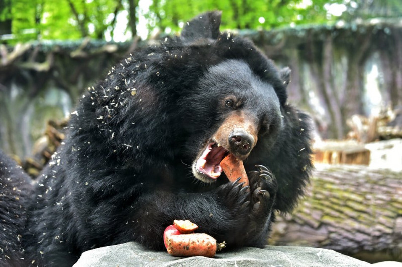 У Київському зоопарку ведмедям облаштували літні угіддя і організовуватимуть показові годування
