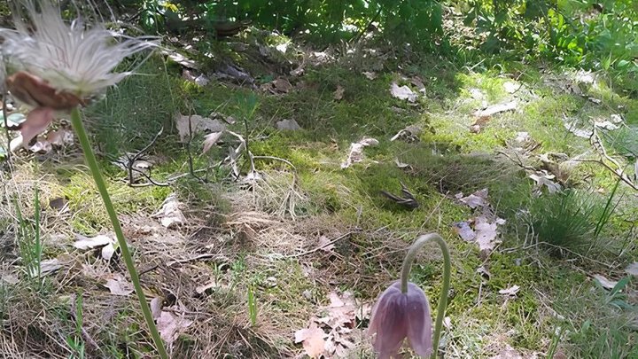 У Києві хочуть збільшити природно-заповідний фонд в місті