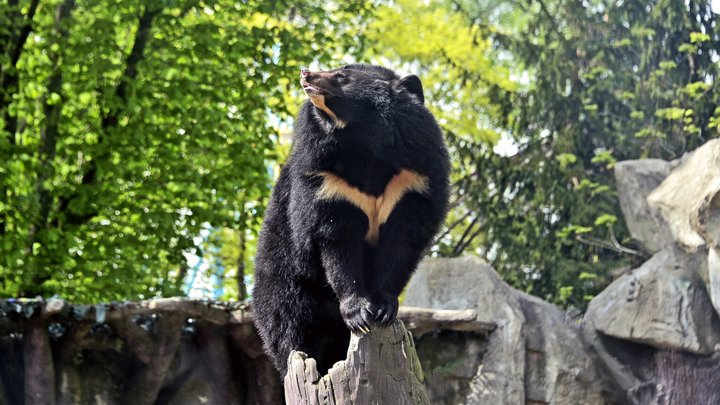 У Київському зоопарку ведмедям облаштували літні угіддя і організовуватимуть показові годування