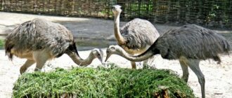 Врятованих із Сумщини страусів Нанду випустили у природний вольєр у Київському зоопарку
