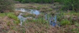 Главное мемориальное кладбище Украины под Киевом строят на болоте: экологи