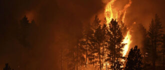 В окрестностях Киева горит лес: в Сети появились видео масштабного пожара