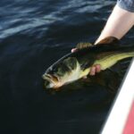 Современные методы ловли рыбы: руководство для начинающих рыболовов