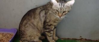 Полтора суток под завалами: из-под дома в Шевченковском районе Киева достали кота (фото) Полтора суток под завалами: из-под дома в Шевченковском районе Киева достали кота (фото)