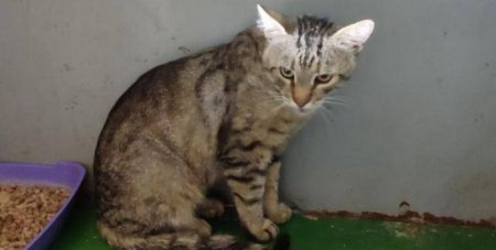 Спасенный в Киеве кот спасен в Киеве