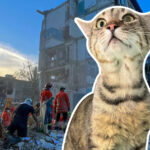 Пробыл под завалами полтора дня: в Киеве спасатели достали живого кота