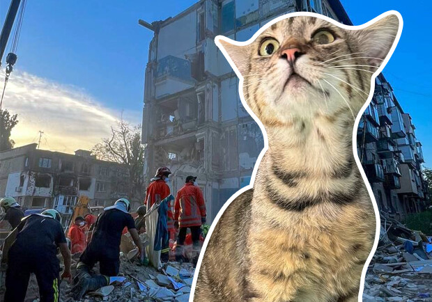 В Киеве из-под завалов через полтора дня достали живого кота - коллаж THEKIEV.city