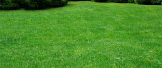 Как правильно вырастить газон: полезные советы по выбору и уходу