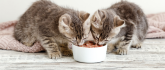 Лучший влажный корм для кошек: какой он, как выбрать?