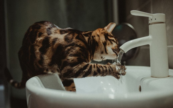 
В КГГА рассказали о качестве воды в Киеве в связи с загрязнением Сейма
