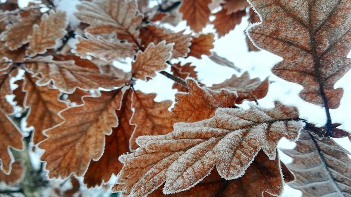 До мінус 5 градусів на ґрунті: у Києві та області очікуються перші заморозки