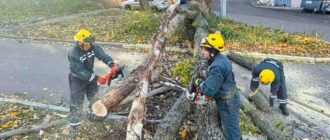 Відключення світла, повалені дерева: наслідки негоди в Києві та області