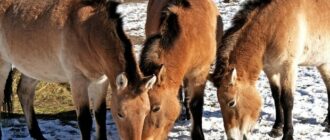 В Киевском зоопарке лошадей Пржевальского угостят особым обедом