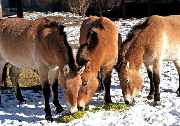 Лошади Пржевальского в киевском зоопарке. Фото: Kyiv Zoo