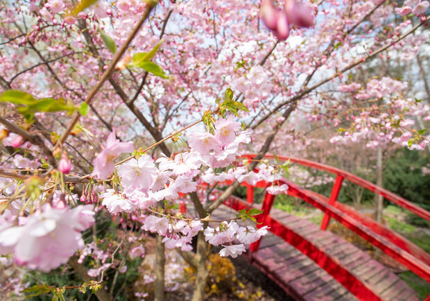 В Киеве скоро начнется сезон цветения сакуры: локации красоты