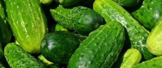 Продуктовые ярмарки в Киеве 24-25 мая: адреса