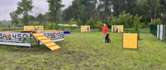 Каністерапія та вирощування рослин: у Києві запрацював простір емоційної підтримки "База 4.5.0"