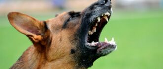 Собака покусав 7 дітей біля ліцею на Київщині: їх госпіталізували до лікарні