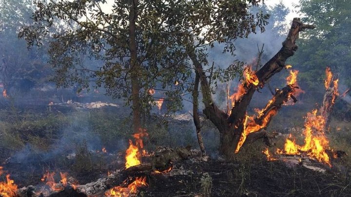 У Гідропарку сталася масштабна пожежа, здійнявся стовп диму