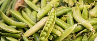 Продуктовые ярмарки в Киеве 21 - 22 июня: адреса