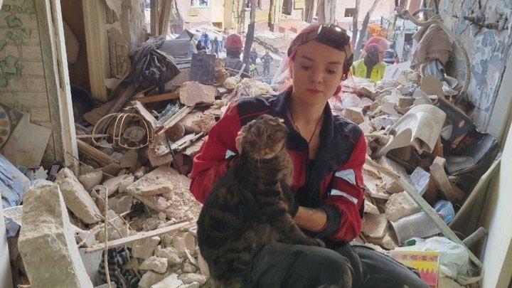 Шукала прихистку від ударів РФ: на Київщині єнотиха просиділа на дереві три дні, до її порятунку залучали рятувальників