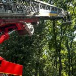 Шукала прихистку від ударів РФ: на Київщині єнотиха просиділа на дереві три дні, до її порятунку залучали рятувальників