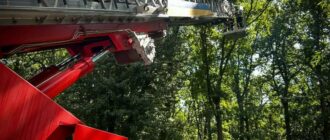 Шукала прихистку від ударів РФ: на Київщині єнотиха просиділа на дереві три дні, до її порятунку залучали рятувальників