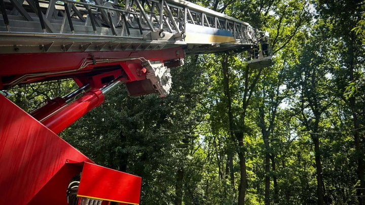 Шукала прихистку від ударів РФ: на Київщині єнотиха просиділа на дереві три дні, до її порятунку залучали рятувальників