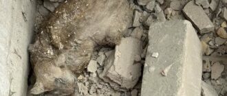 У Києві з-під уламків після ракетного удару вибралась травмована кішка