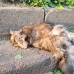 9 котів і птахи: кого врятували зоозахисники у зруйнованому ракетою будинку на Солом'янці