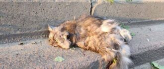 9 котів і птахи: кого врятували зоозахисники у зруйнованому ракетою будинку на Солом'янці