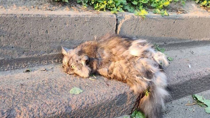 9 котів і птахи: кого врятували зоозахисники у зруйнованому ракетою будинку на Солом'янці
