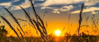 День летнего солнцестояния-2025: все о самом длинном дне года