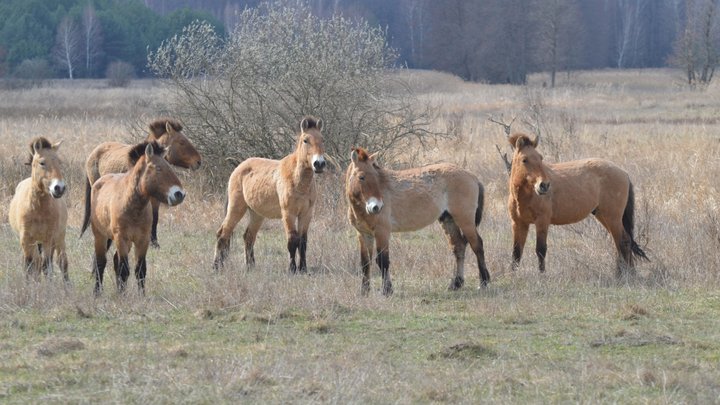У Чорнобильській зоні відчуження помітили рідкісних чорних лелек