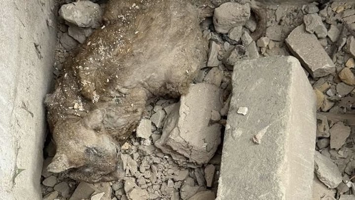 У Києві знайшли собаку, яка врятувала від загибелі свого господаря під час масованої атаки РФ