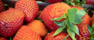 Продуктовые ярмарки в Киеве 24-27 июня: адреса